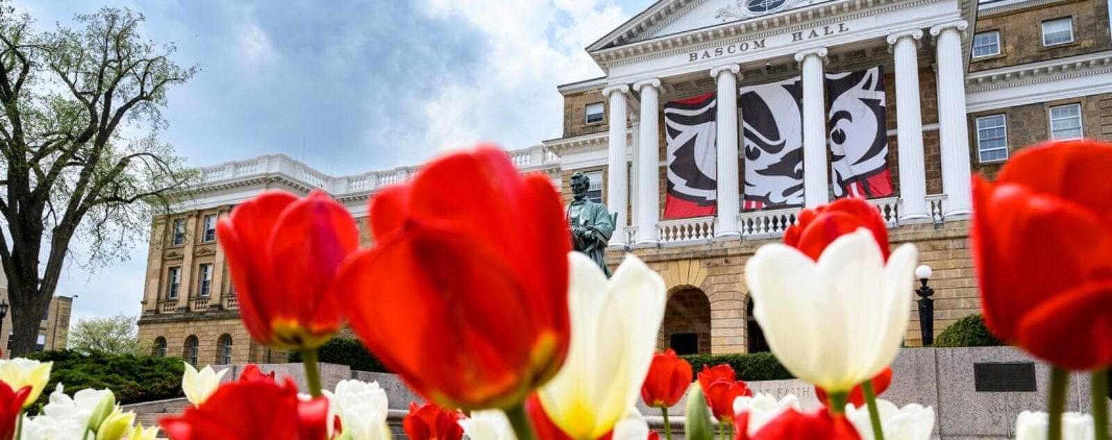 Red and white tulips in front of Bascom Hall