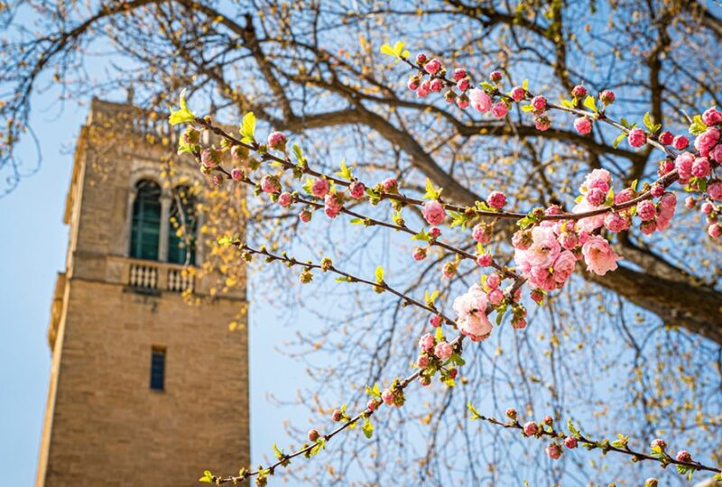 Pink spring blossoms are pictured near the Carillon Tower.